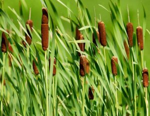 CatTails