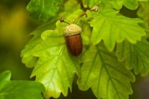 Fruit-of-an-Oak-tree-ripe-in-autumn