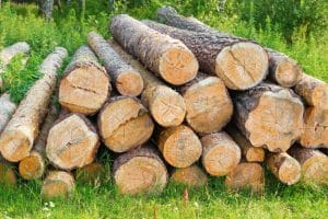 Homestead Survival And Prosperity