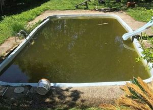 Ekelhaftes Poolwasser im Hinterhof