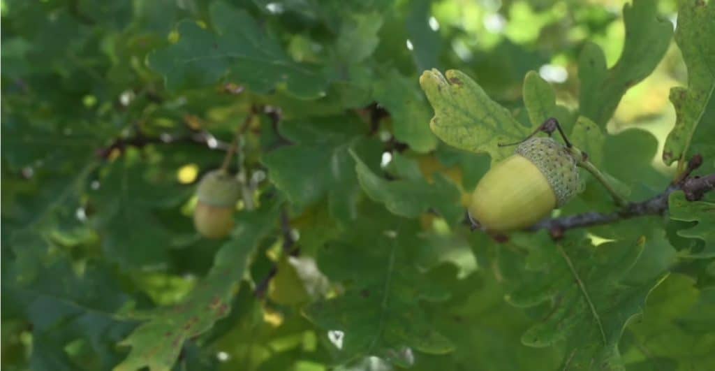 Can You Eat Acorns?