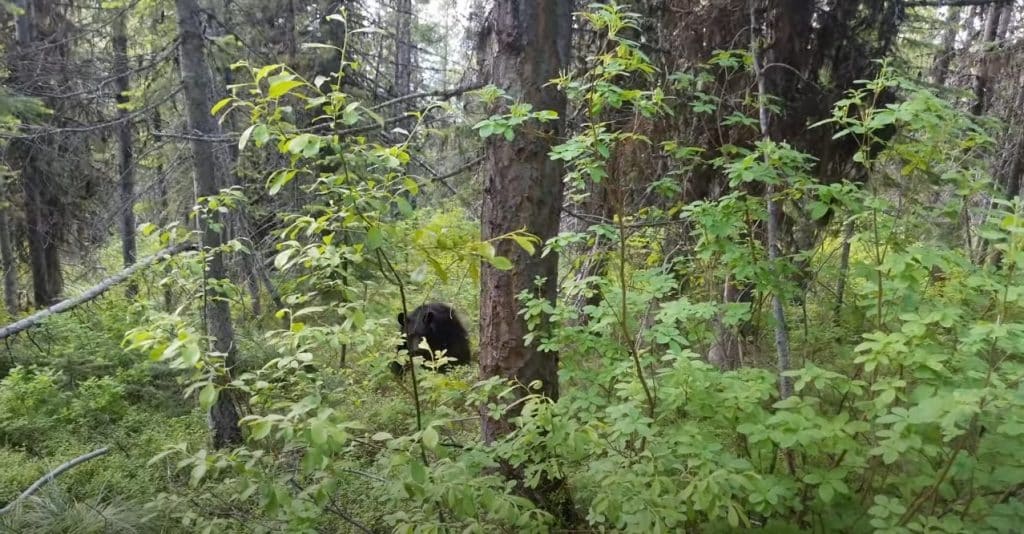 Bear Spray