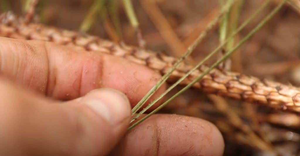 A Few Rules For Eating Pine Trees