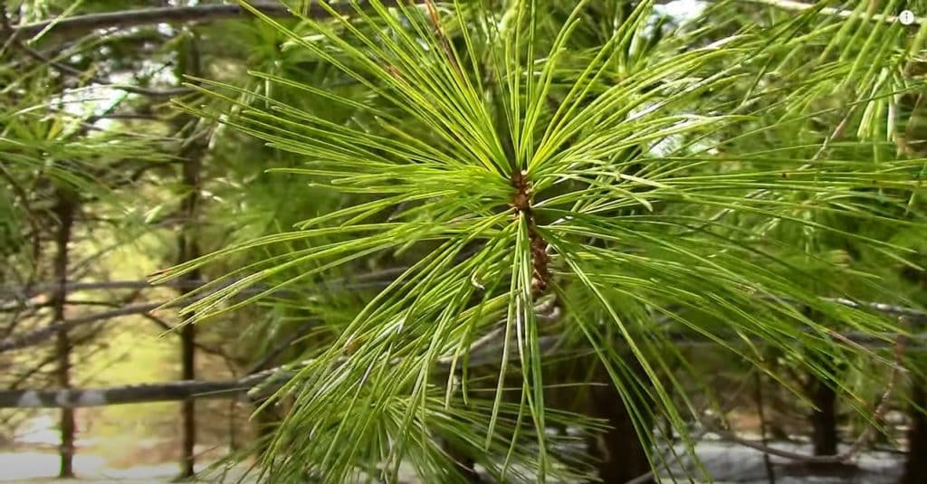 Pros of Adding Pine Trees to Your Diet