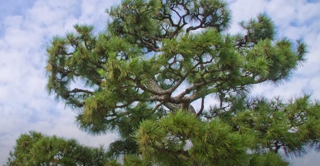 A Few Words About The History of Eating Pine Trees