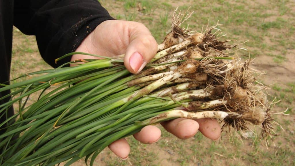 13 Wild Edibles That Can Save Your Life Survive Nature