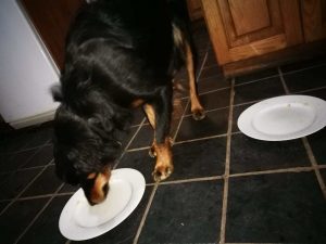 dog to “pre-wash” the dishes