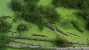 Green Swamp In The
