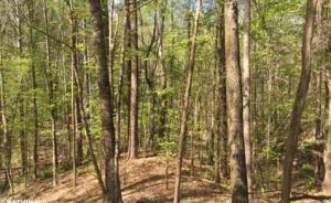 northern hardwood forest