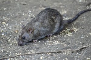 rat