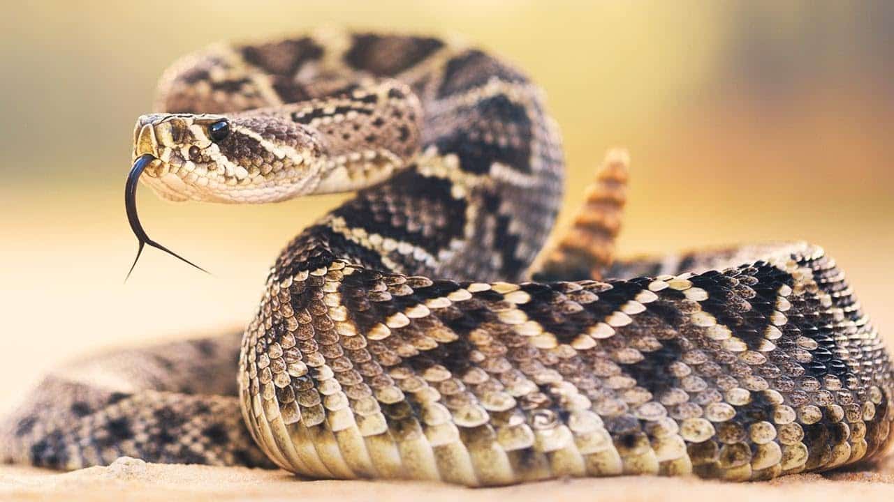 Rattlesnake.
