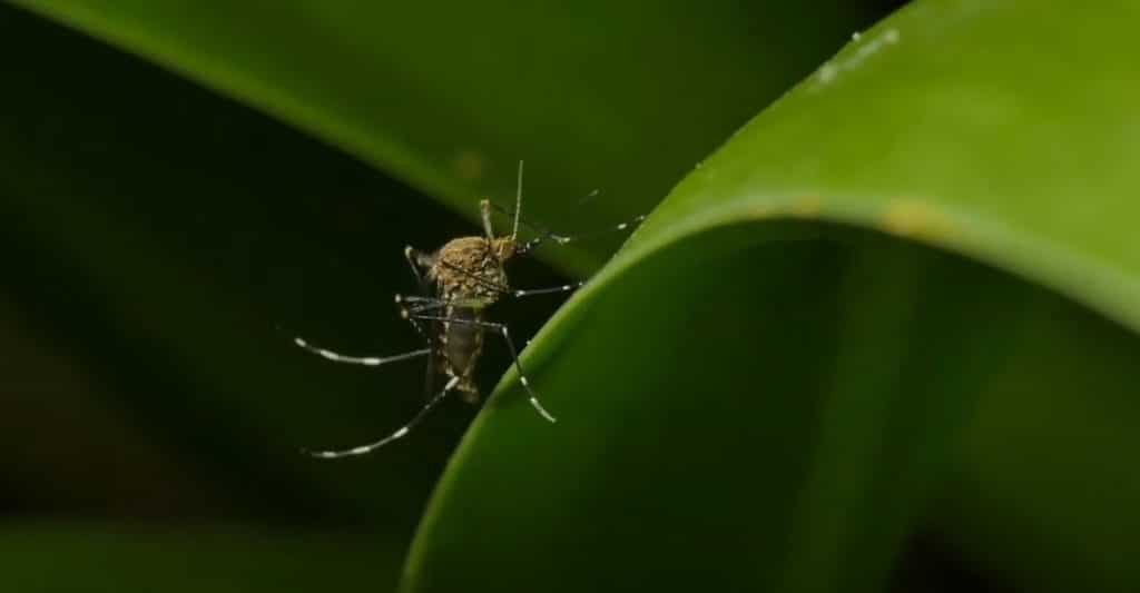 Best Mosquito Killer Repellent Trap