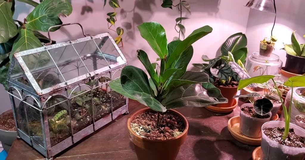 Growing a Fig Tree Indoors