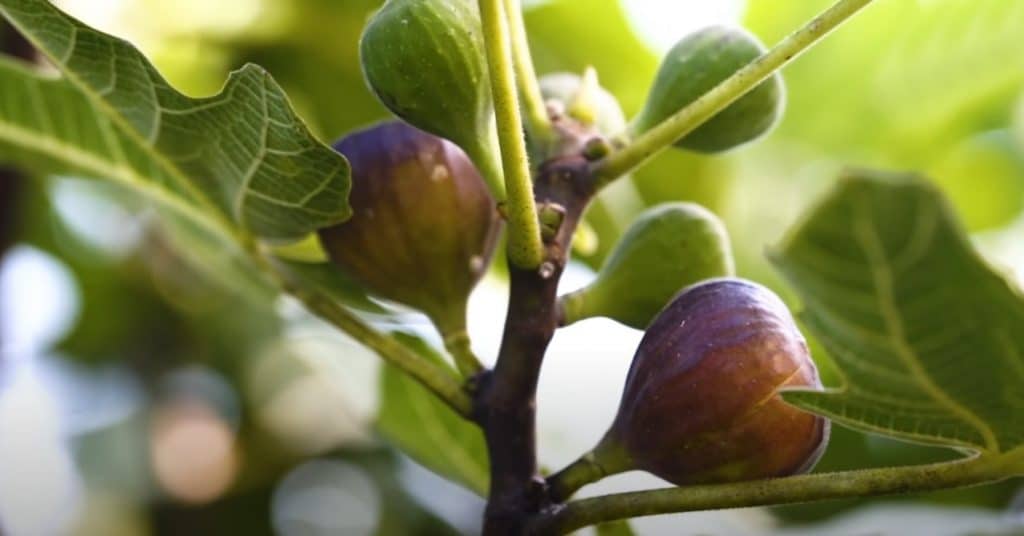 Fig Trees: Everything You Need to Know