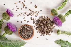 milk-thistle-with-flowers