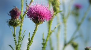 milk-thistle-with-flowers