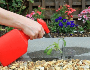 spraying-homemade-weed-killer