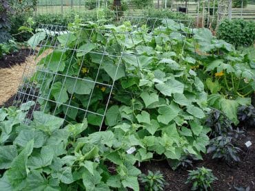 Cucumber-plants-growing
