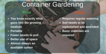Disadvantages Of 5-Gallon Bucket Gardening