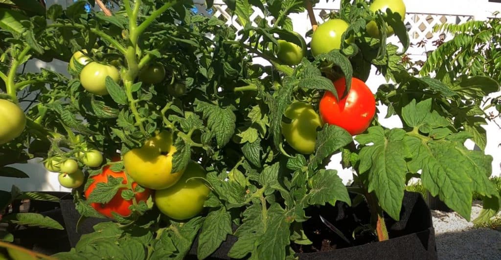 Bush tomatoes