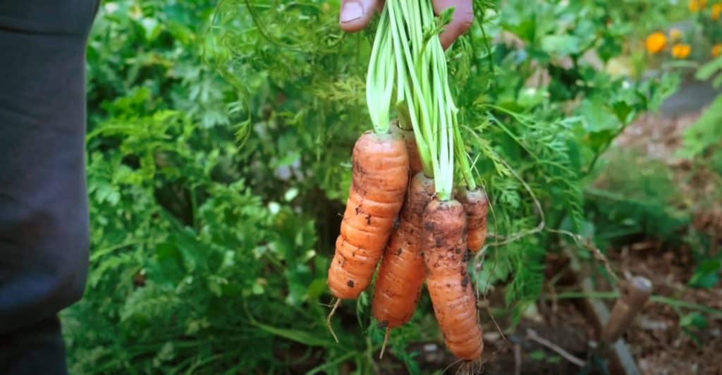 Carrots