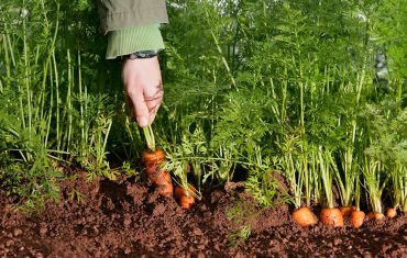 Carrot-Plant