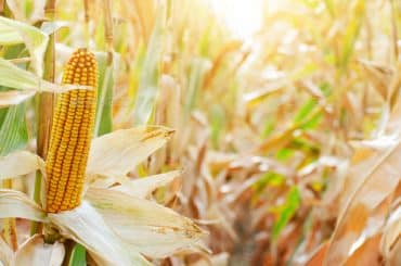 corn-husks-on-stalks