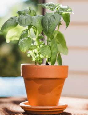 Growing-Caring-For-Harvesting-Basil