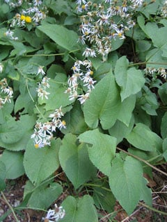 large-leaved-aster