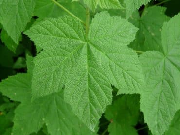 thimbleberry-leaves