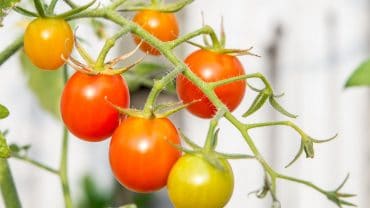 tomato-ripe