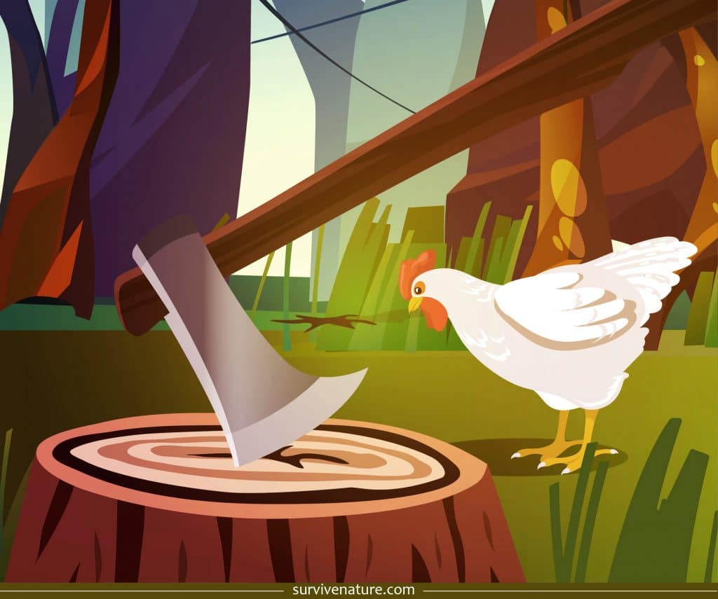 How to Kill a Chicken Humane Method Survive Nature