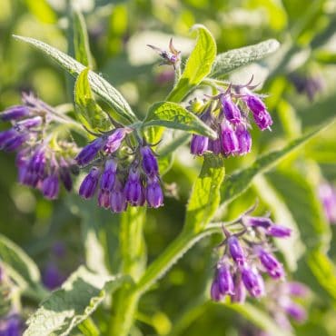 Comfrey