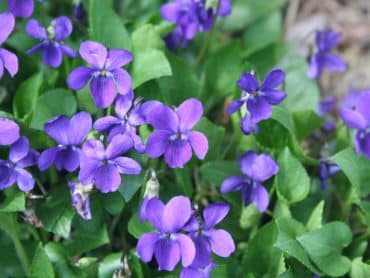 Wild violet