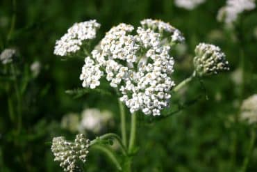 Yarrow