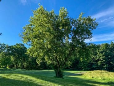 big-boxelder-maple-tree