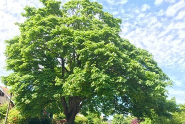 big-leaf-maple-tree-in-nature