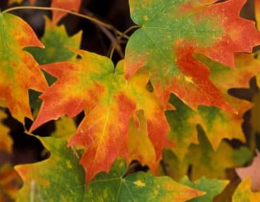 /black-maple-tree-branch-close-up