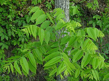 butternut-tree-in-yard