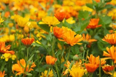Calendula-Flowers