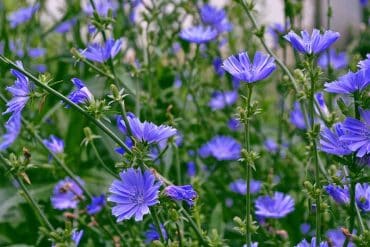 chicory-flowers