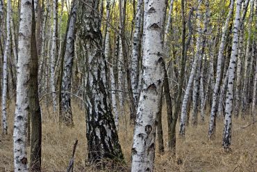 gray-birch-trees-in-park