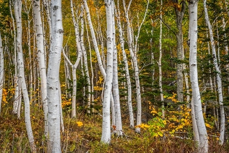 paper-birch-trees