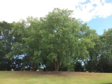 tall-yellow-birch-tree