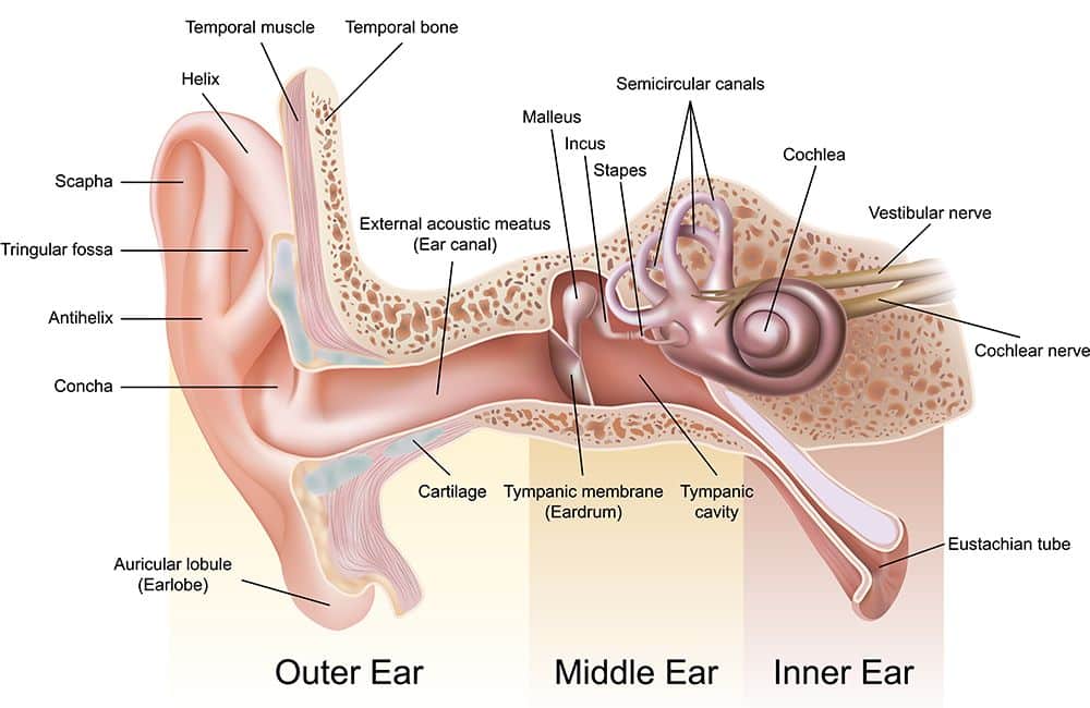 Anatomy-Of-The-Ear