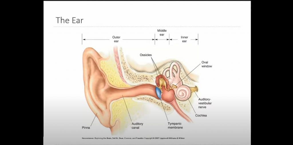 Anatomy-of-the-Ear