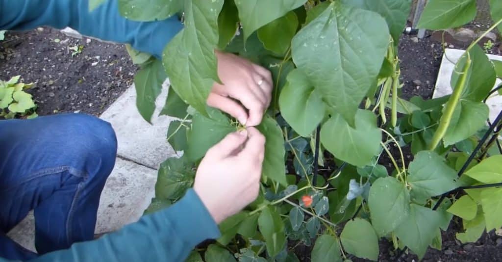 The right way to pick beans