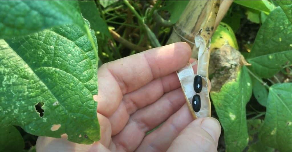 Black beans’ growing season