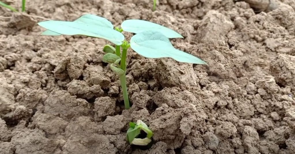 Planting black beans