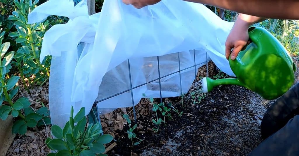 Watering of black bean plants